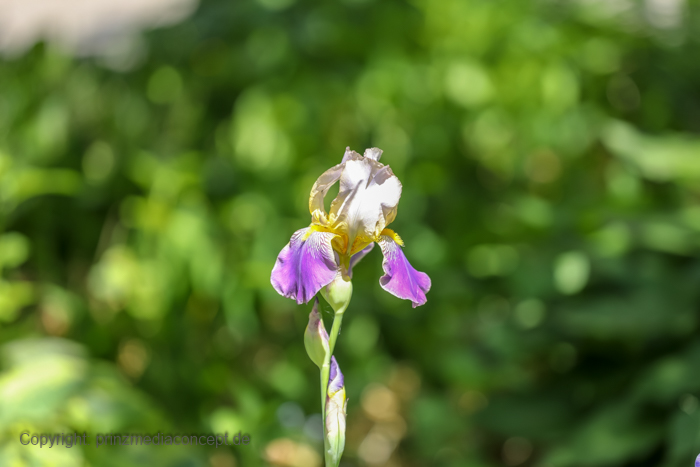 Galeriebild 29