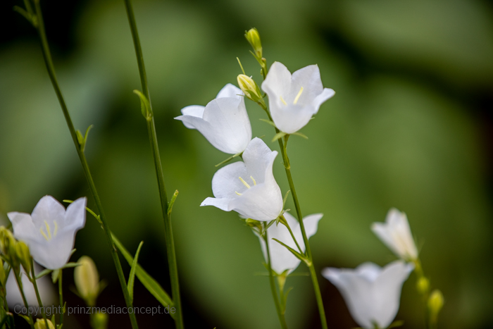 Galeriebild 76