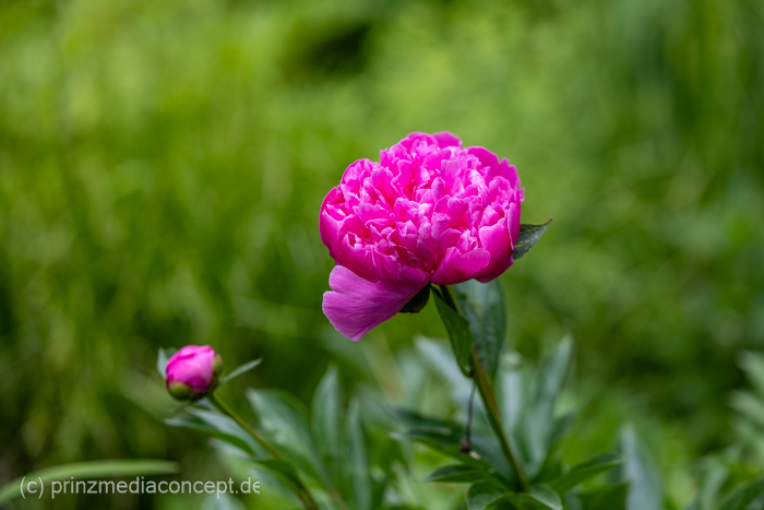 Galeriebild 12