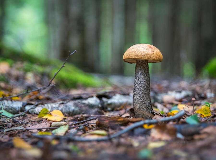 Pilze suchen "... ich habe doch alles in Hülle und Fülle"