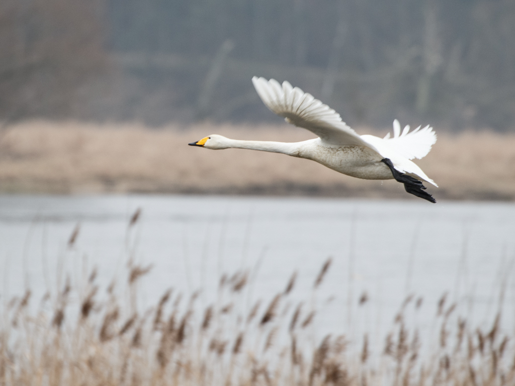 Urheber: Steffen Herre