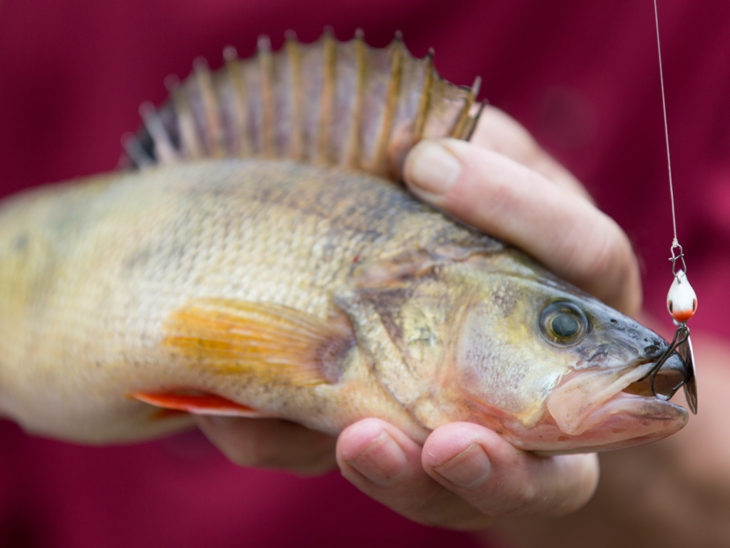 Urheber: Steffen Herre