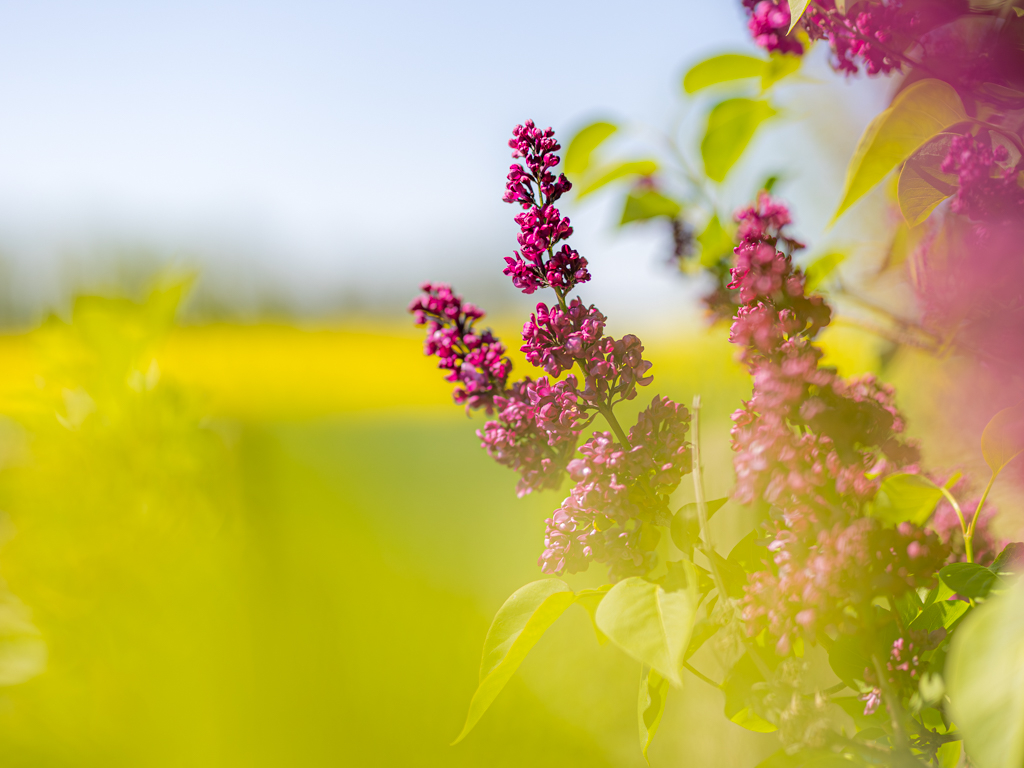 Urheber: Steffen Herre