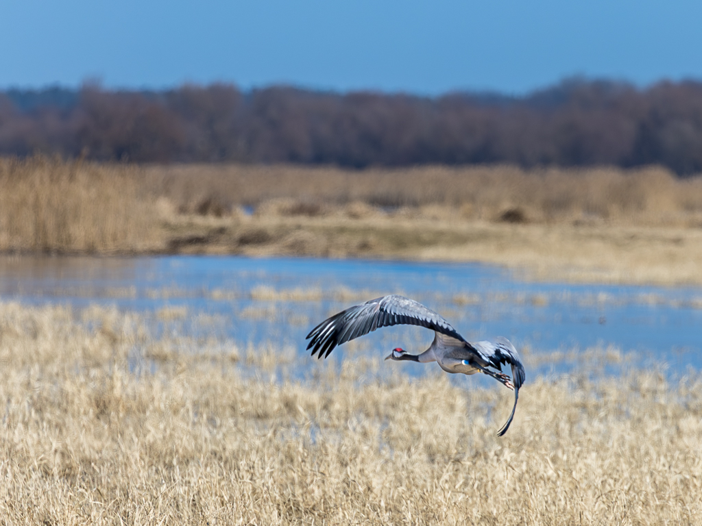 Urheber: Steffen Herre