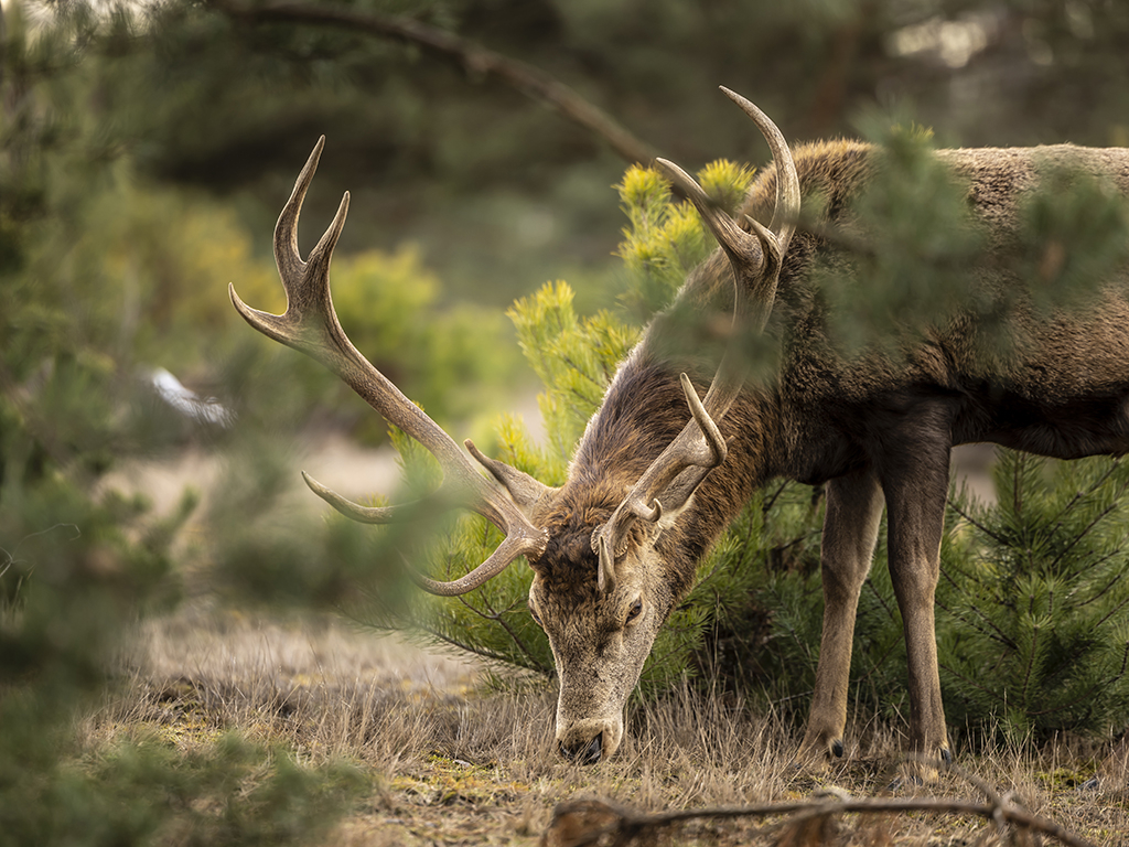 Urheber: Steffen Herre