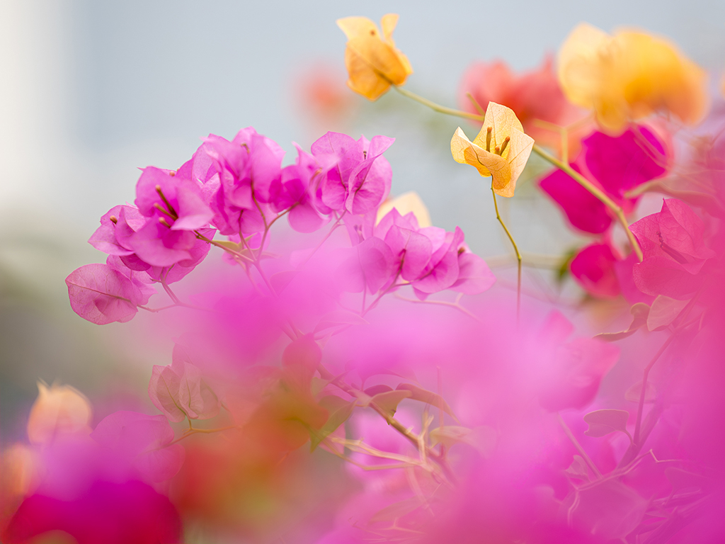 Urheber: Steffen Herre