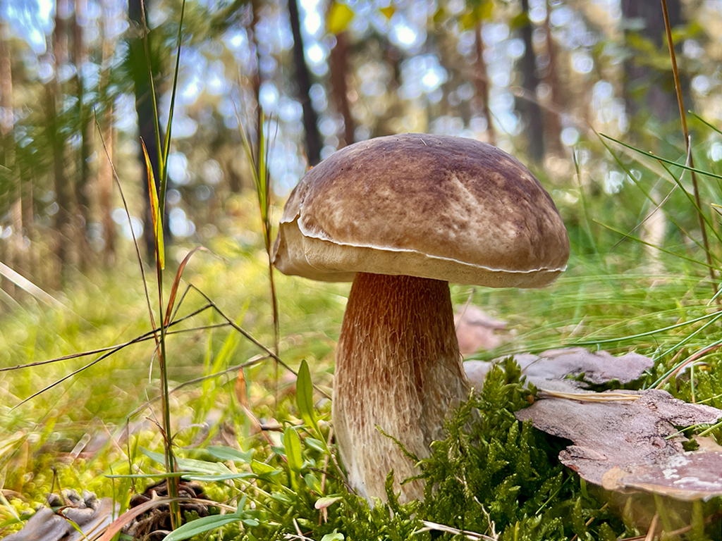 Pilze suchen "... ich habe doch alles in Hülle und Fülle" - verschoben