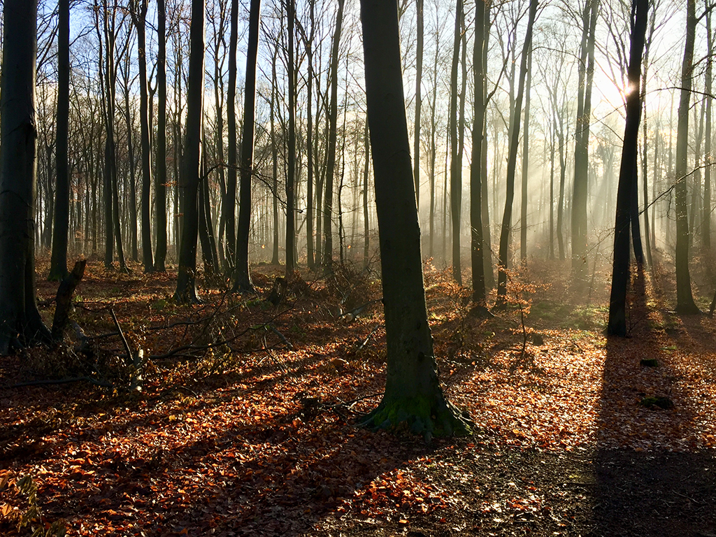 Urheber: Steffen Herre