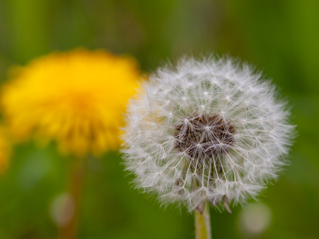 Urheber: Steffen Herre