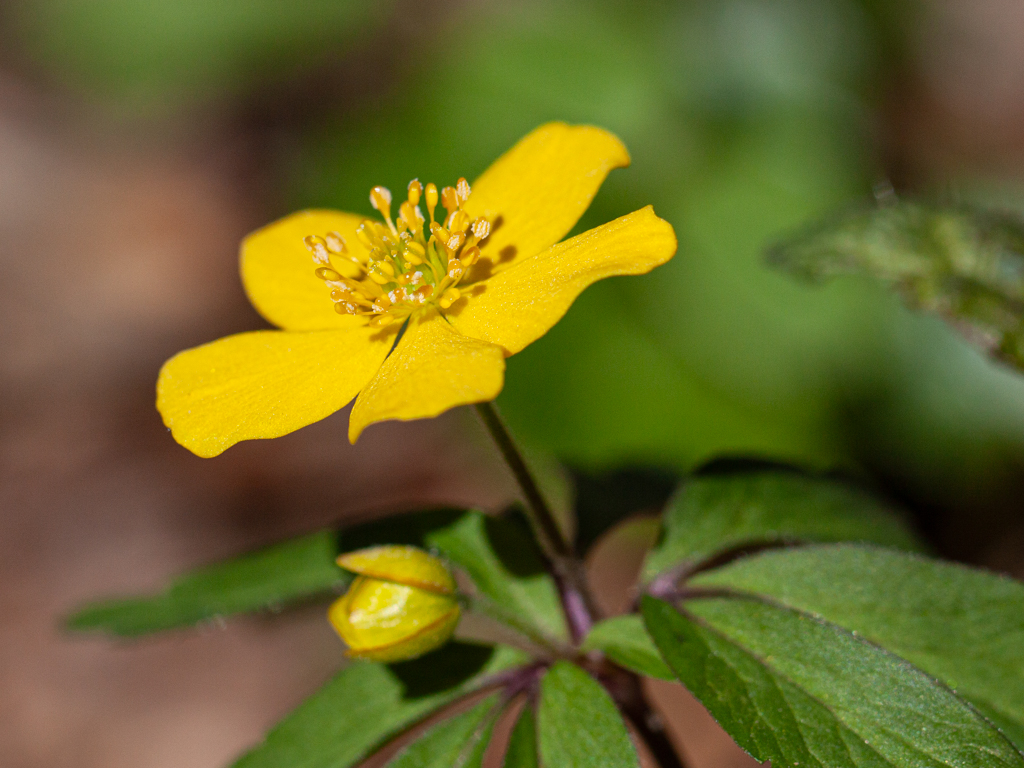 Urheber: Steffen Herre