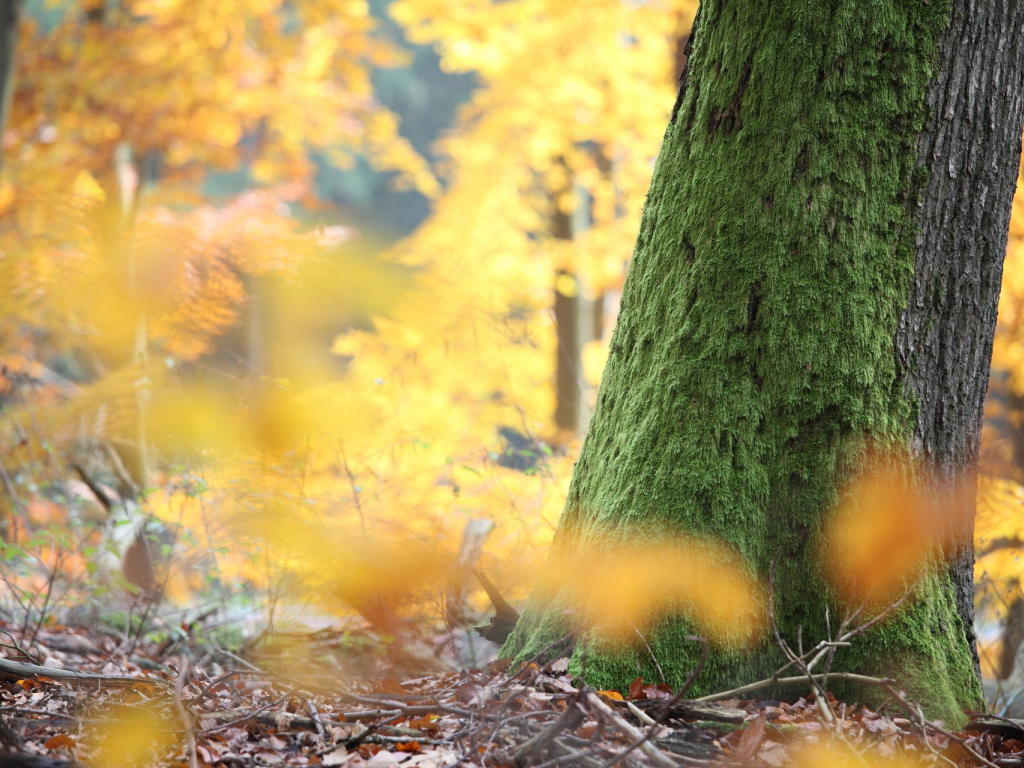 Urheber: Steffen Herre