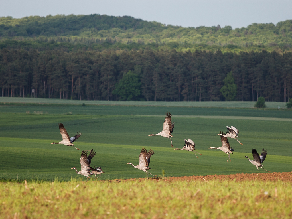 Urheber: Steffen Herre