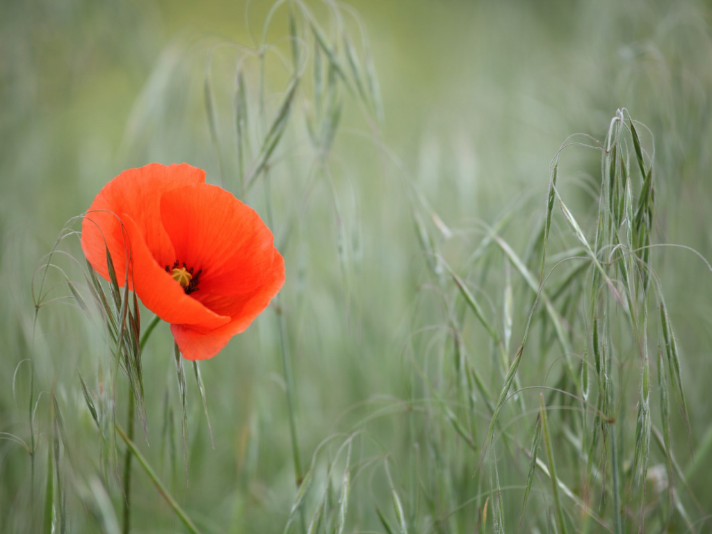 Urheber: Steffen Herre