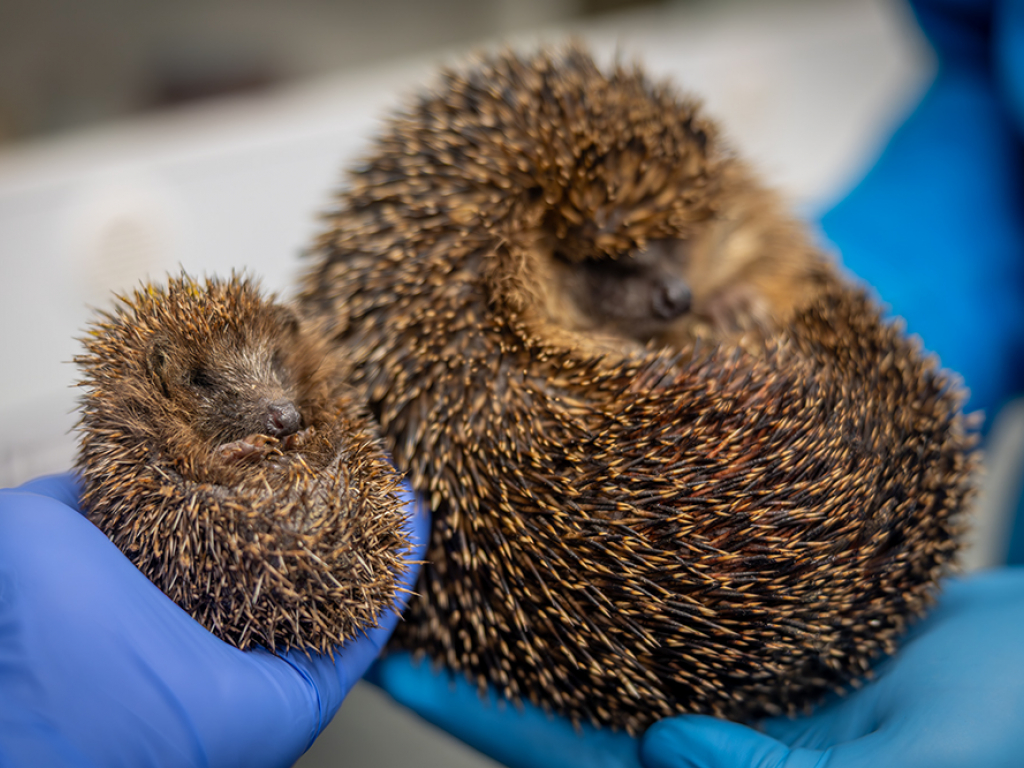 Urheber: Andreas Prinz