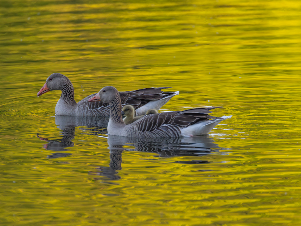 Urheber: Andreas Prinz