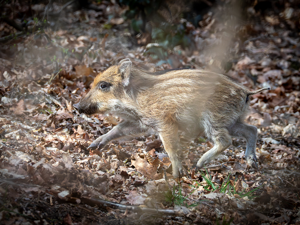 Urheber: Andreas Prinz