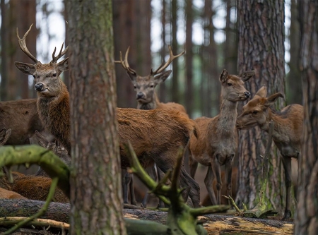 Urheber: PR - Wildpark